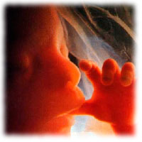 Размер эмбриона на 20 неделе беременности